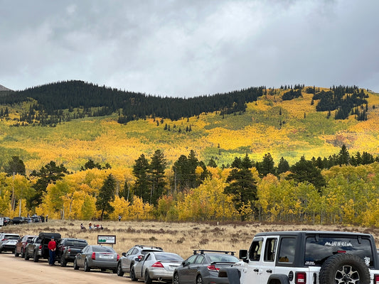 Colorado: Aspens in the Fall